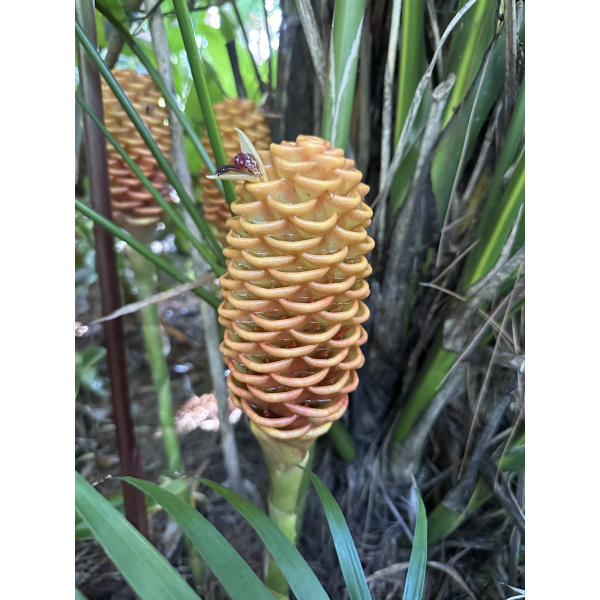 Singapore gold Beehive flower