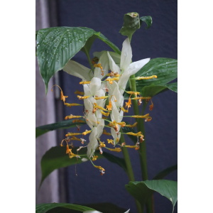 White globba ginger flowering