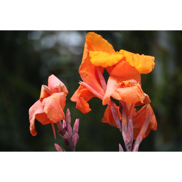 Orange Canna Lily flowers