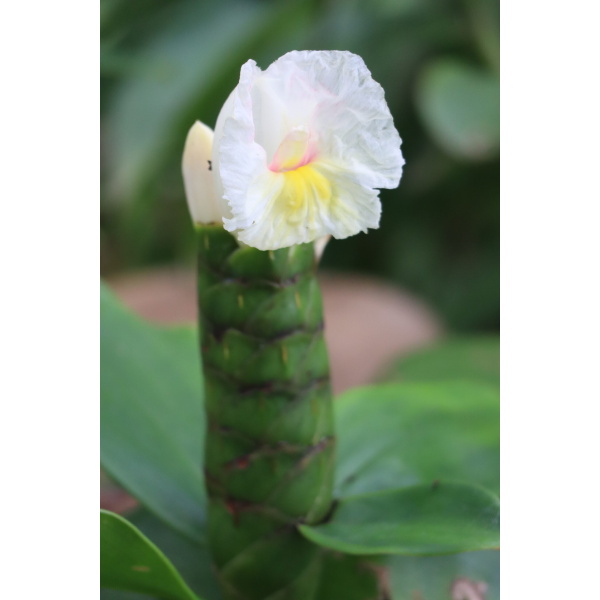 Close up of a white costus flowering