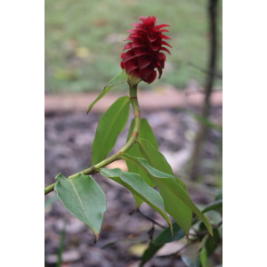 Red Tower Costus Flower