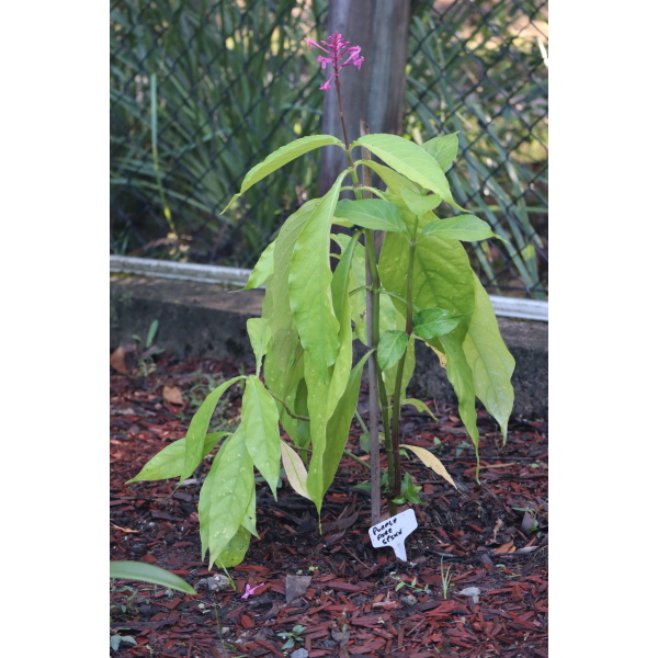 Purple firespike plant