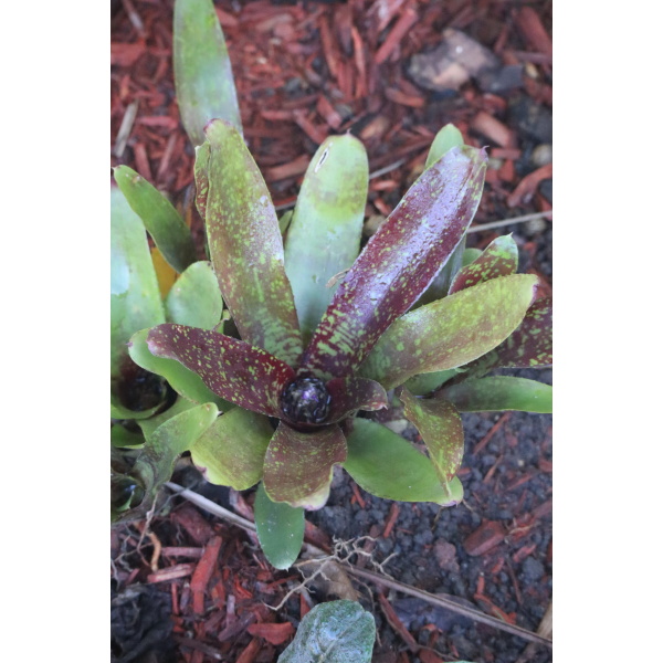 Bromeliad - Neoregelia marmorata