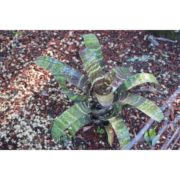 Bromeliad - Vriesea fosteriana