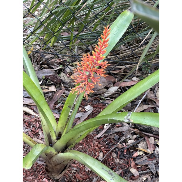 Bromeliad Aechmea Caudata