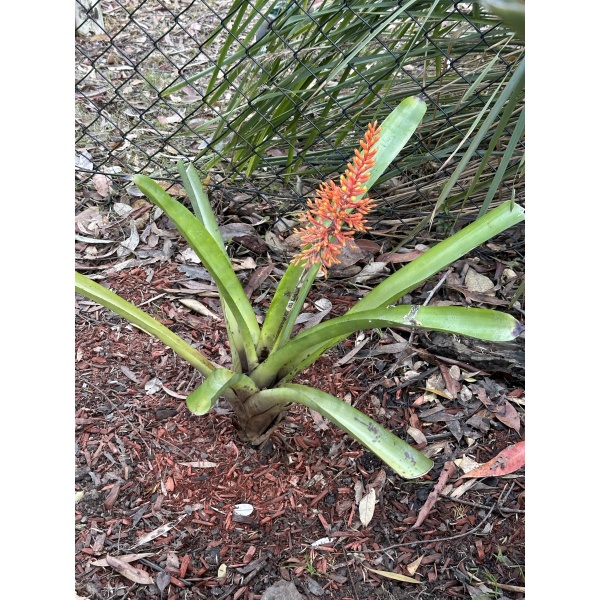 Bromeliad Aechmea Caudata