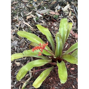 Bromeliad Aechmea miniata