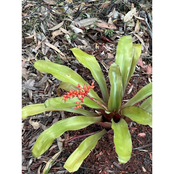 Bromeliad Aechmea miniata
